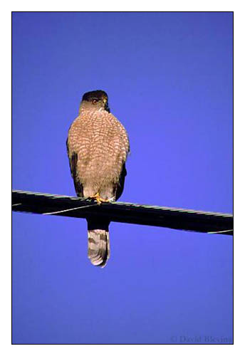 Photo of Accipiter cooperii by <a href="http://www.blevinsphoto.com/contact.htm">David Blevins</a>